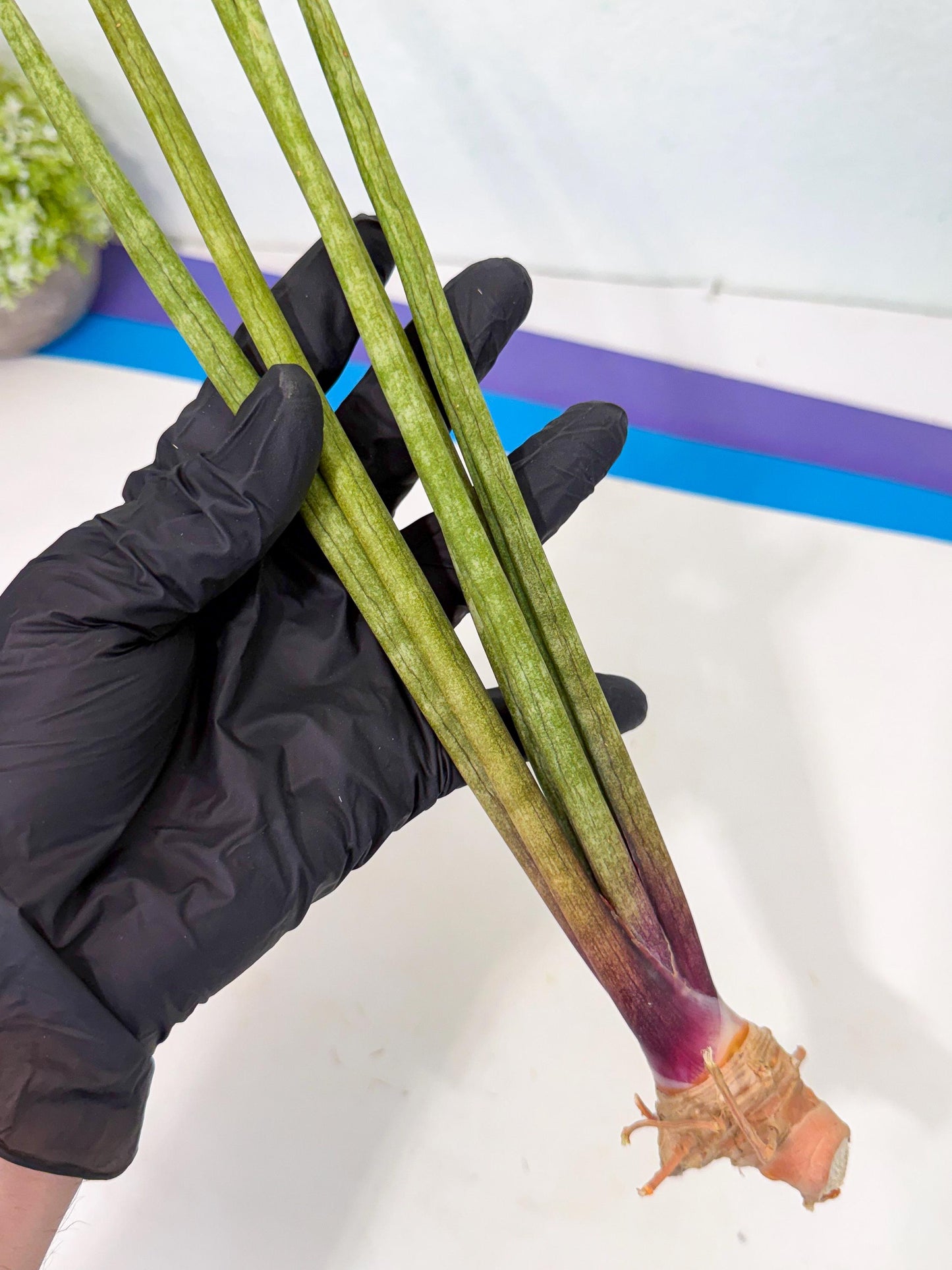 Sansevieria GaffelTvil (ro) (9) | Rare -For Advanced Grower