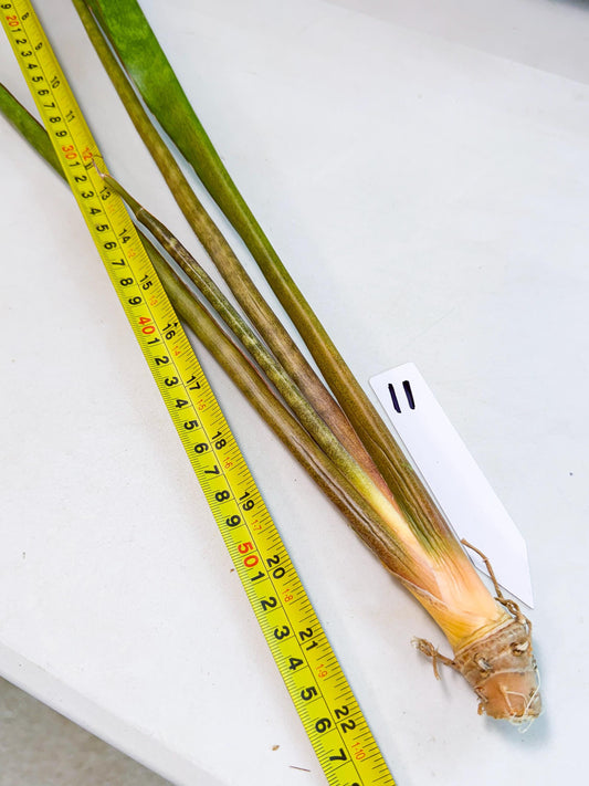 Sansevieria Brokutsara (ro) (11) | Rare -For Advanced Grower