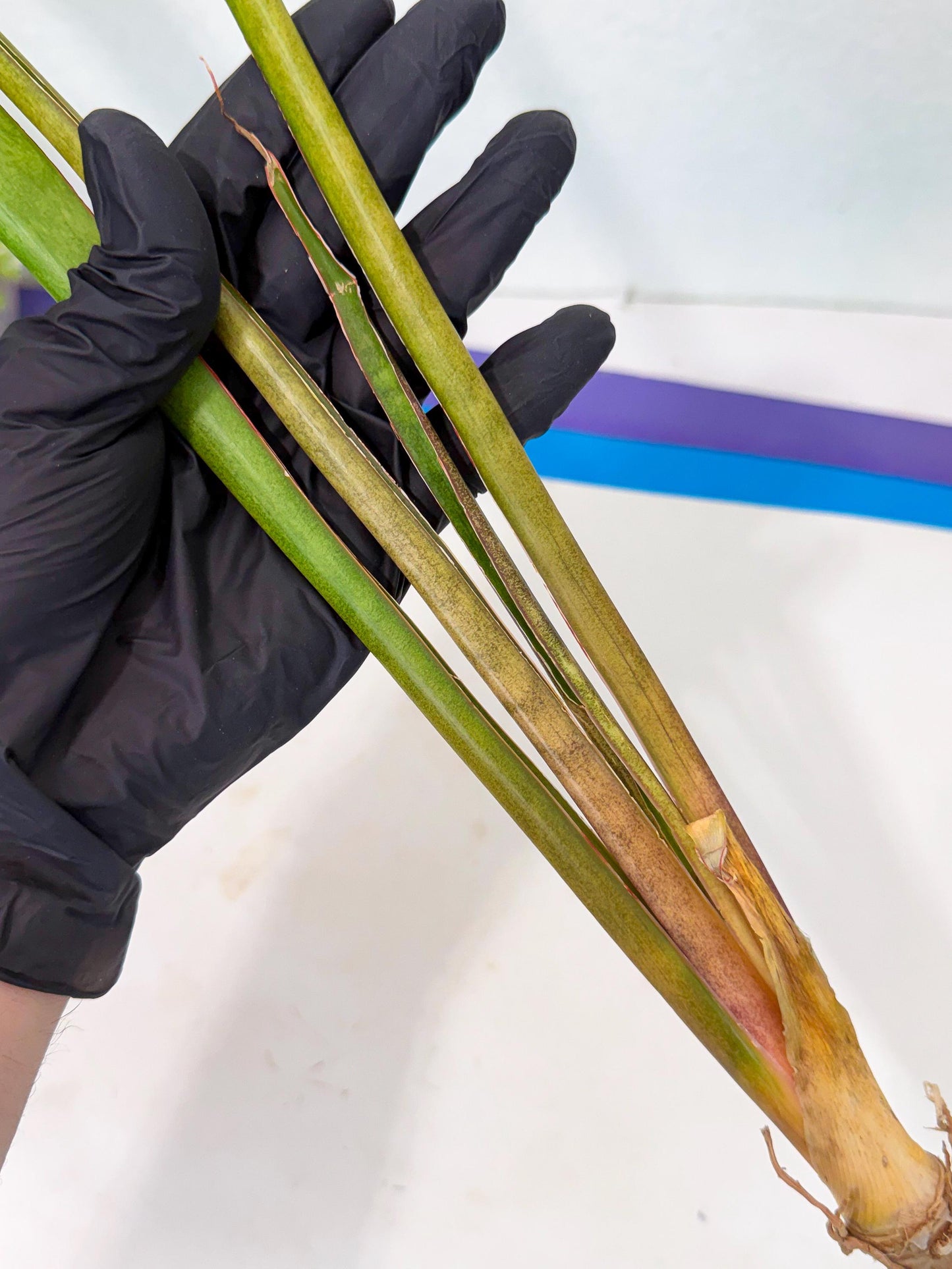 Sansevieria Brokutsara (ro) (11) | Rare -For Advanced Grower