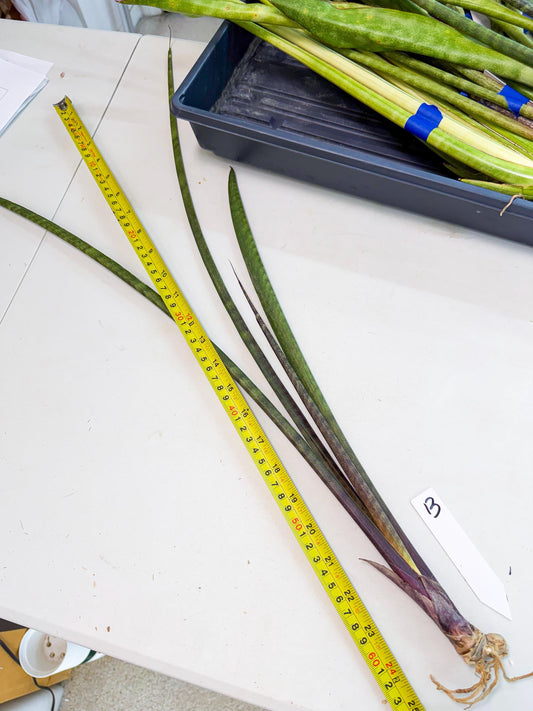 Sansevieria Lilasaru (ro) (13) | Rare -For Advanced Grower
