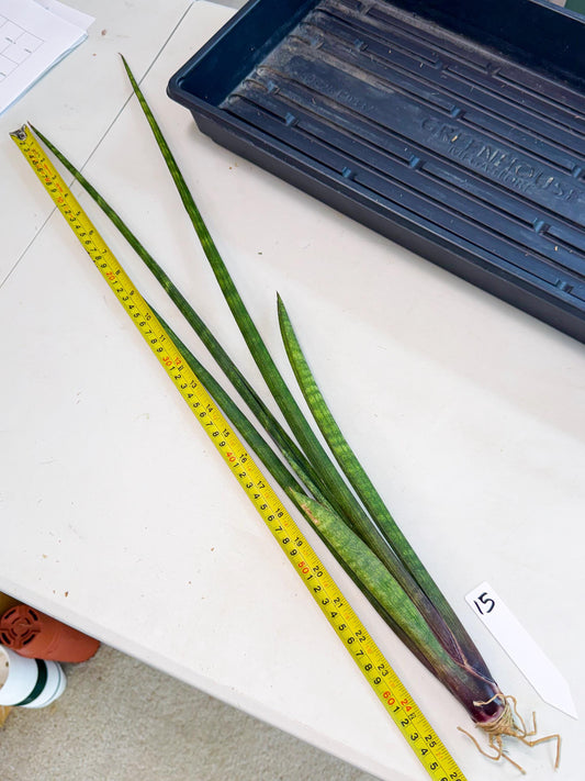 Sansevieria SinginSaru (ro) (15) | Rare -For Advanced Grower