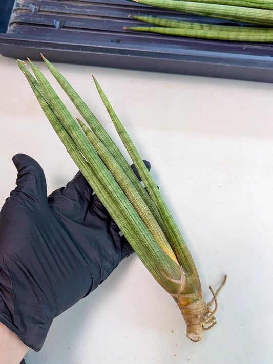 Sansevieria LanciaMaro (ro) (16) | Rare -For Advanced Grower