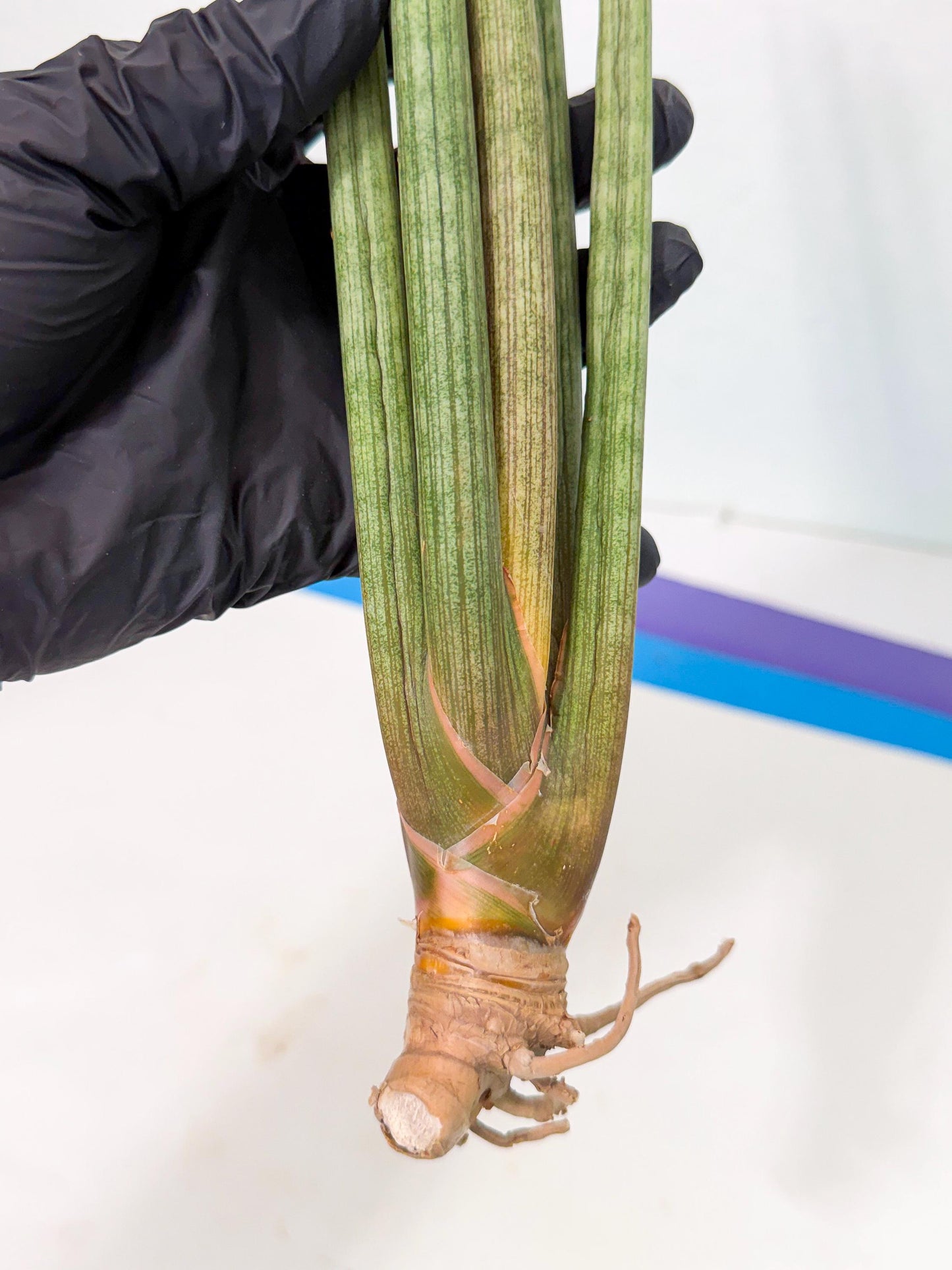 Sansevieria LanciaMaro (ro) (16) | Rare -For Advanced Grower