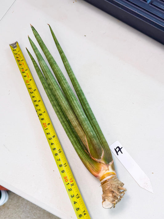 Sansevieria LanciaMaro (ro) (17) | Rare -For Advanced Grower