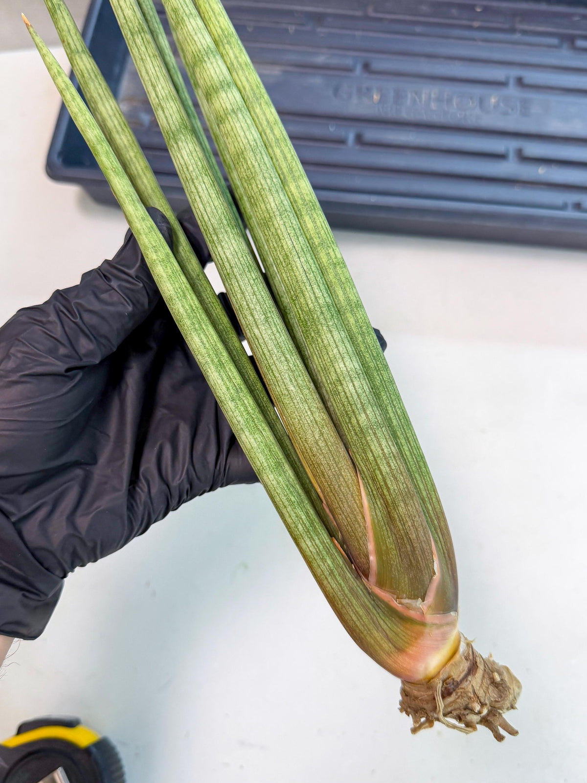 Sansevieria LanciaMaro (ro) (17) | Rare -For Advanced Grower