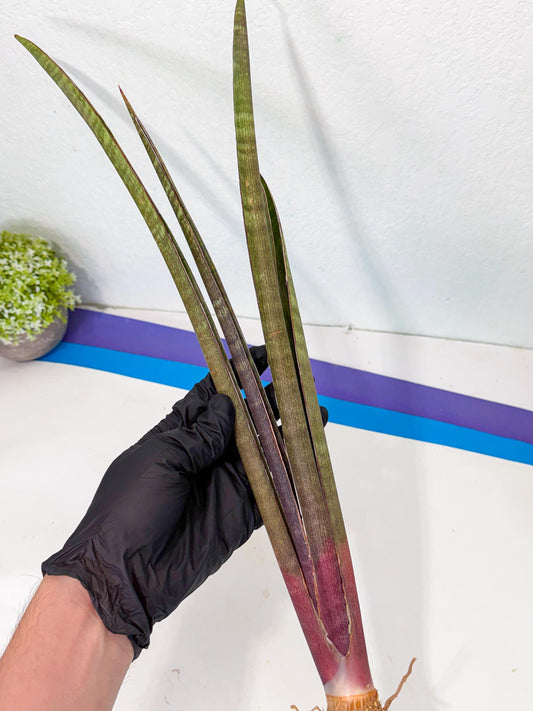 Sansevieria BatonVi (oo) (1) | Rare Hybrids
