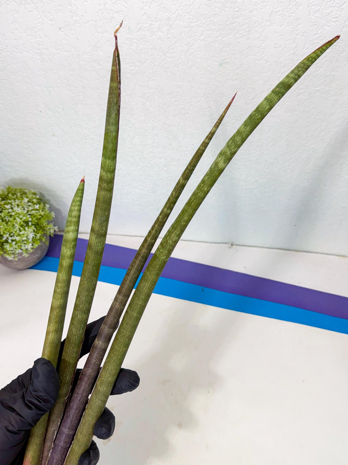 Sansevieria BatonVi (oo) (1) | Rare Hybrids