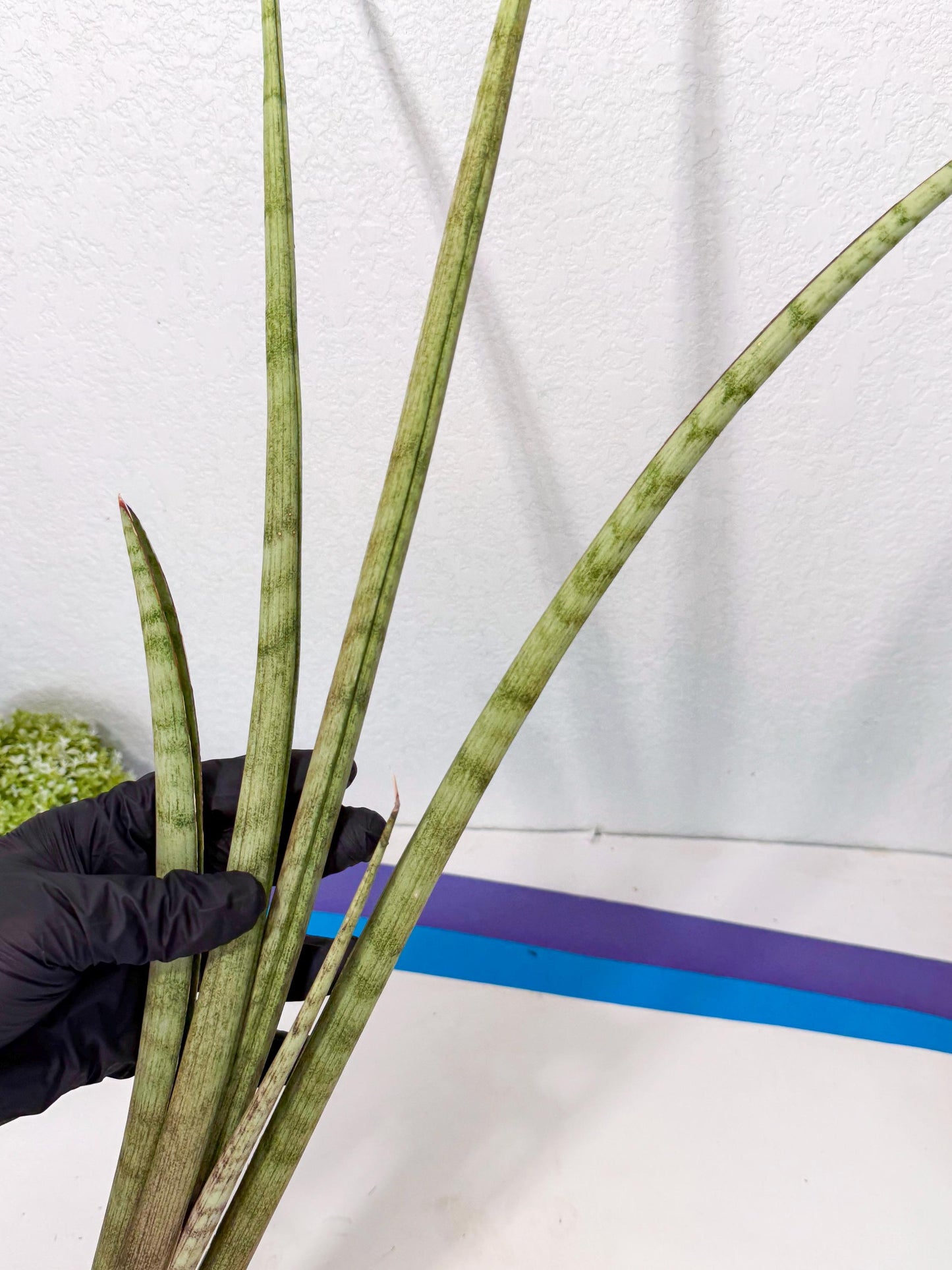 Sansevieria LichtZwil (oo) (5) | Rare Hybrids