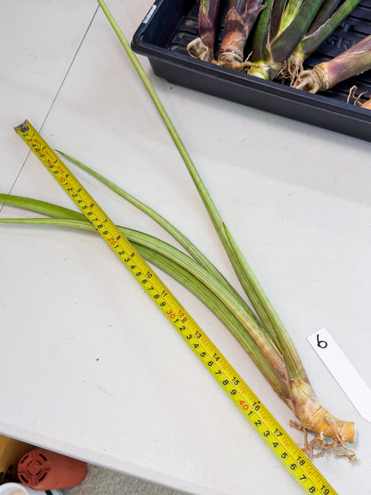 Sansevieria HvidPin (oo) (6) | Rare Hybrids