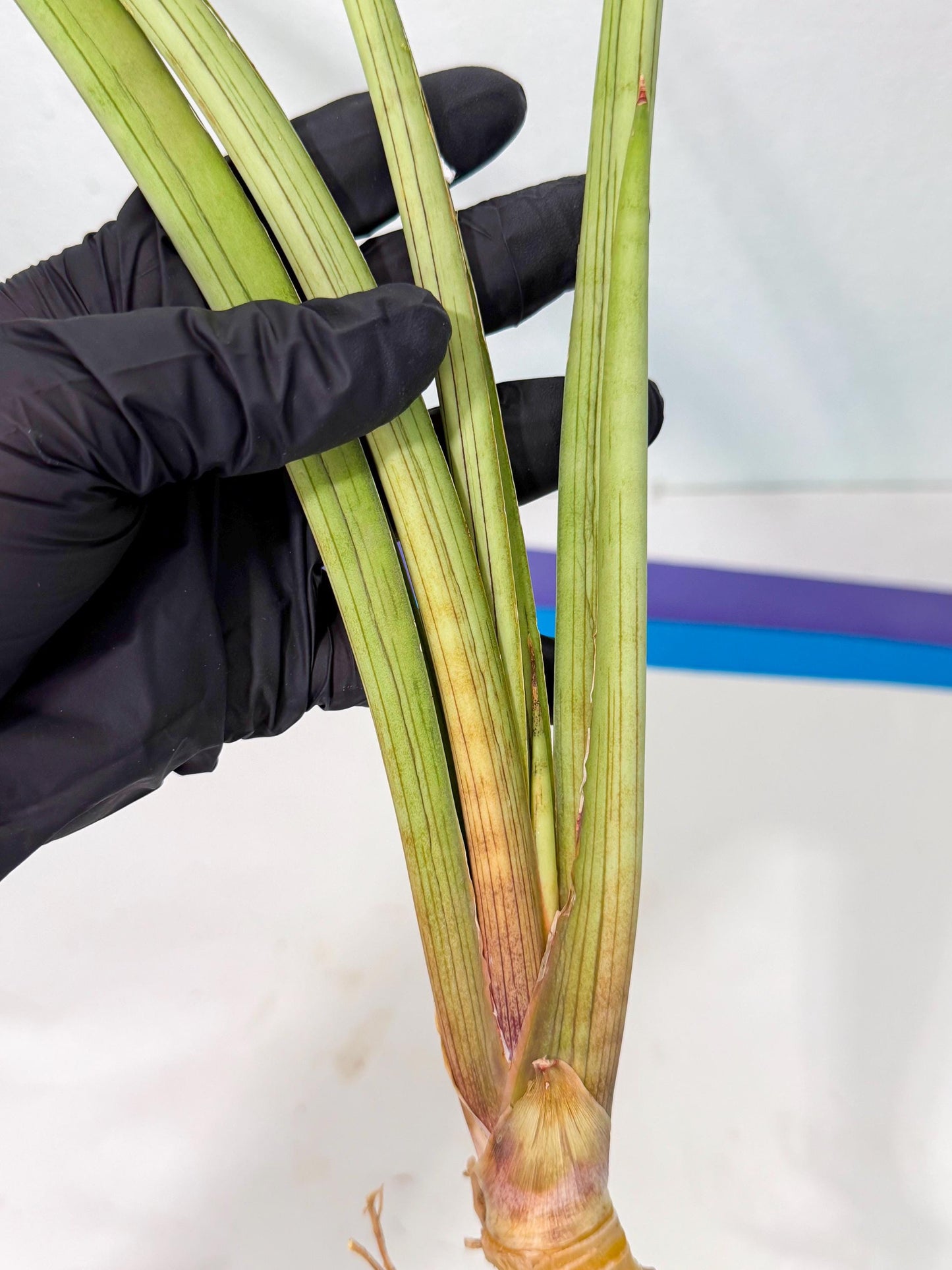 Sansevieria HvidPin (oo) (6) | Rare Hybrids