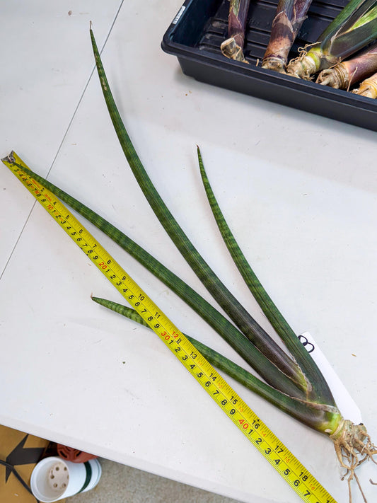 Sansevieria VenVert (oo) (8) | Rare Hybrids