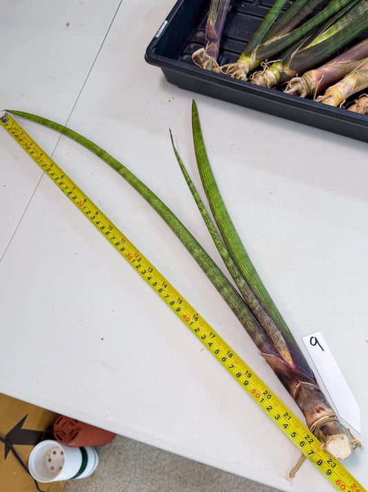 Sansevieria Nana Mai (oo) (9) | Rare Hybrids