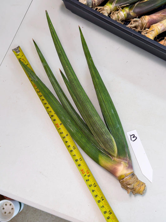 Sansevieria Cizgi Tac (oo) (13) | Rare Hybrids