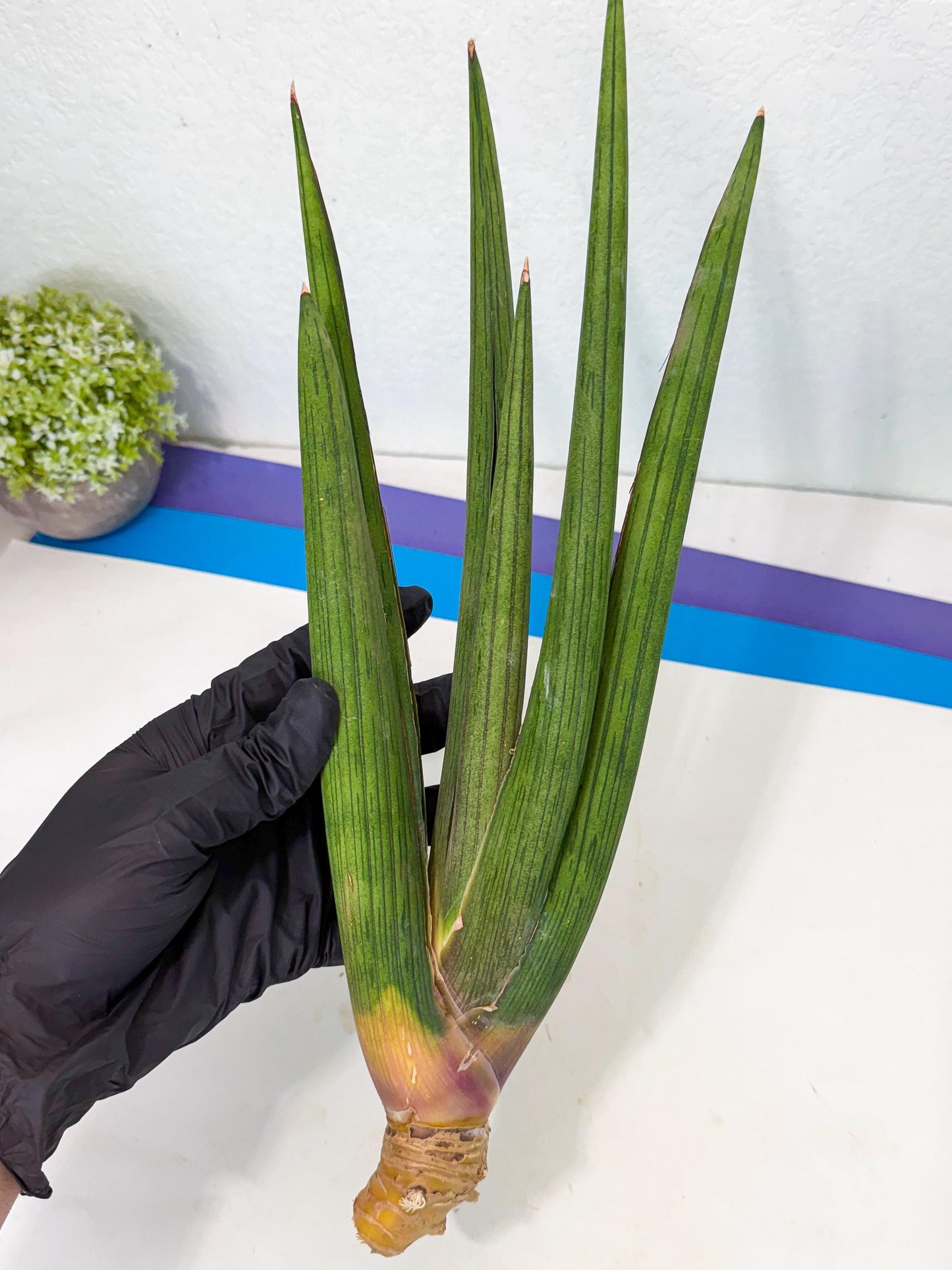 Sansevieria Cizgi Tac (oo) (13) | Rare Hybrids
