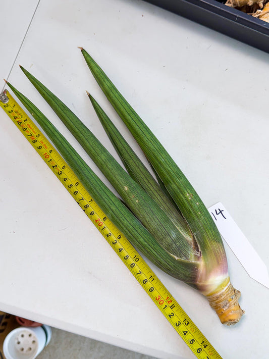 Sansevieria Cizgi Tac (oo) (14) | Rare Hybrids