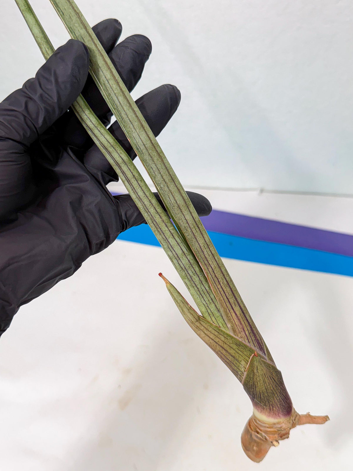 Sansevieria Oris (oo) (15) | Rare Hybrids