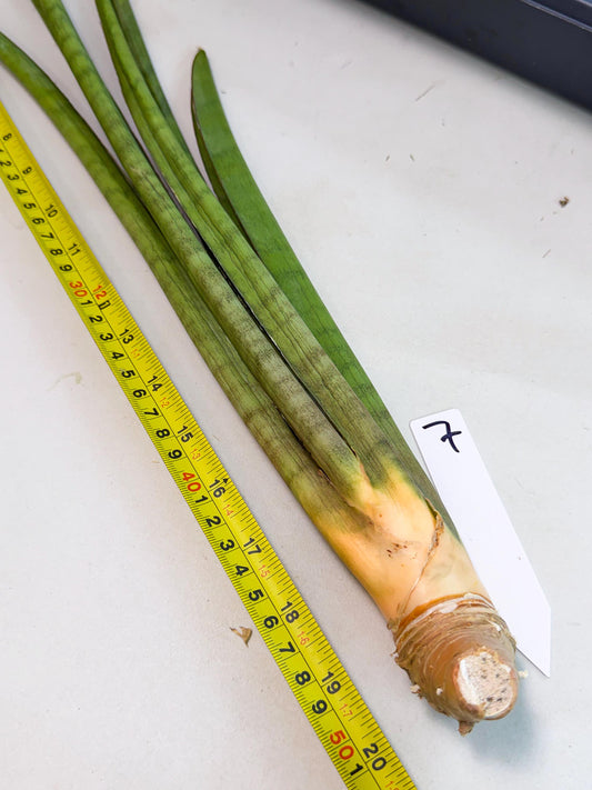 Sansevieria Grin (yg) (7) | Rare Hybrids