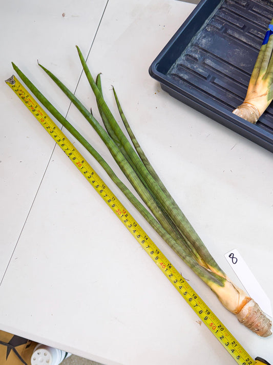Sansevieria Grin (yg) (8) | Rare Hybrids