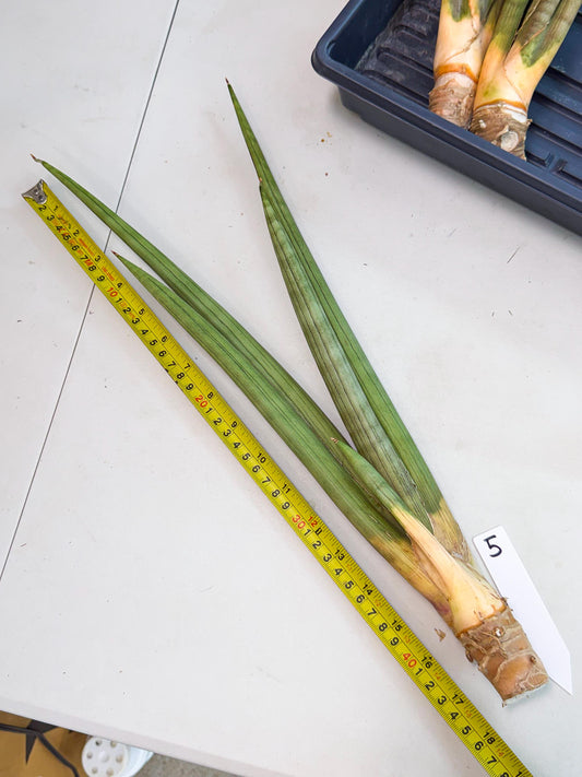 Sansevieria Grin Dabol (yg) (5) | Rare Hybrids