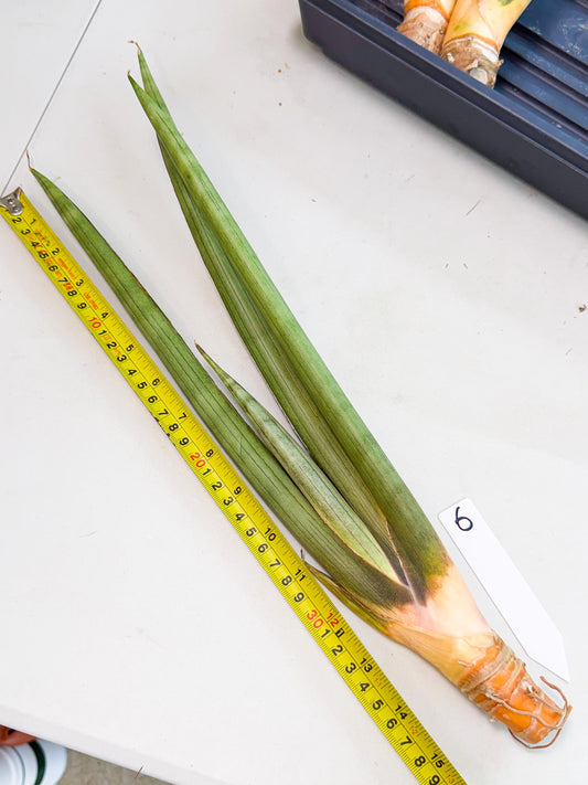 Sansevieria Grin Dabol (yg) (6) | Rare Hybrids