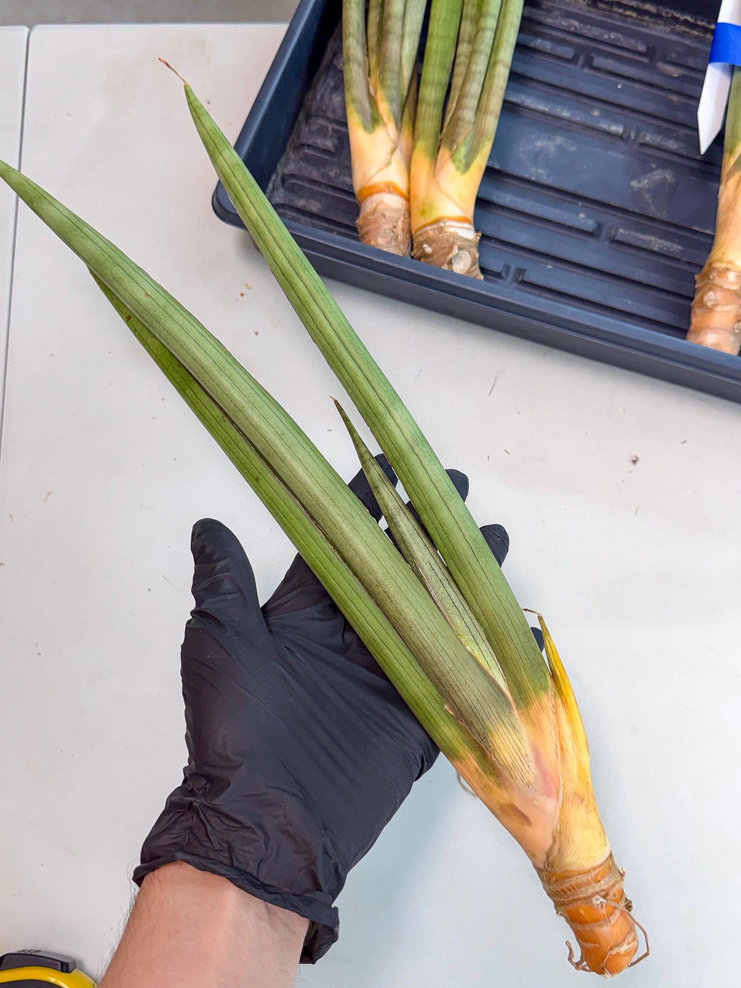Sansevieria Grin Dabol (yg) (6) | Rare Hybrids
