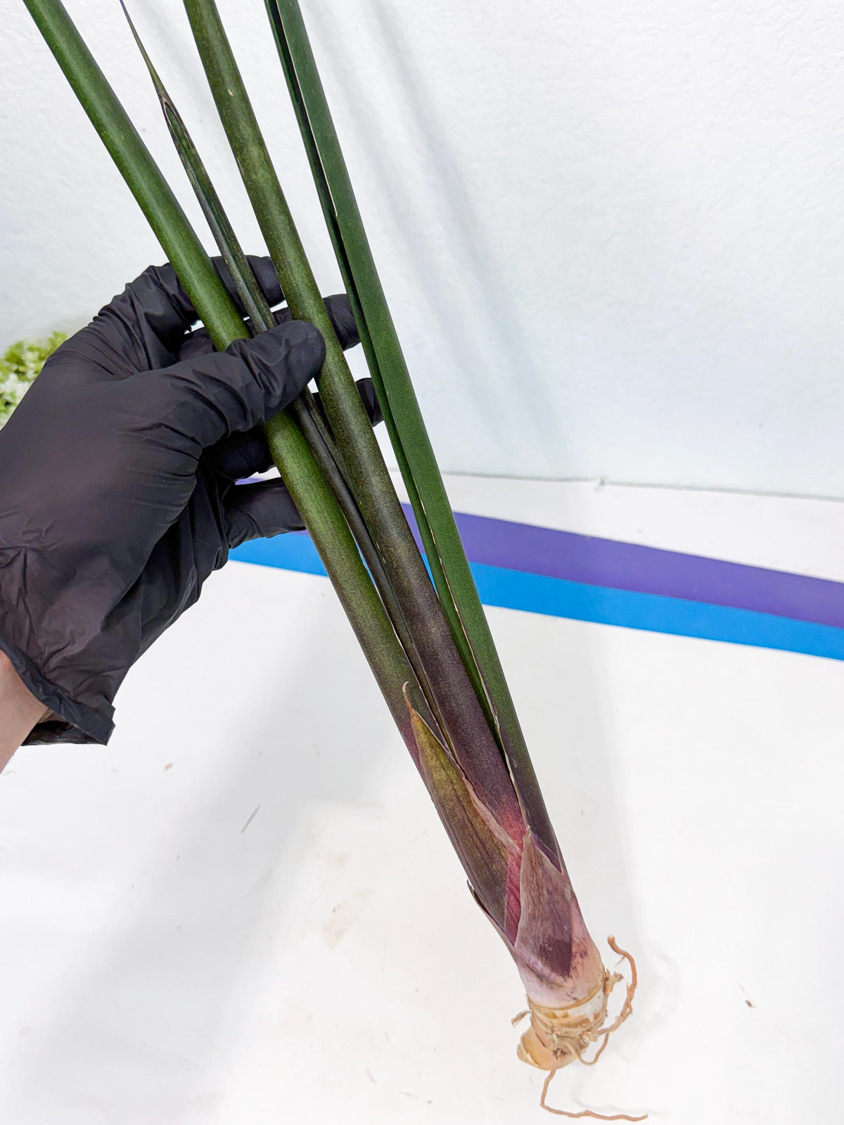 Sansevieria Kurai (yg) (9) | Rare Hybrids