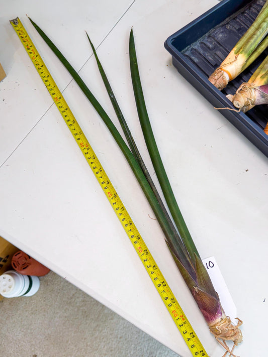 Sansevieria Kurai (yg) (10) | Rare Hybrids