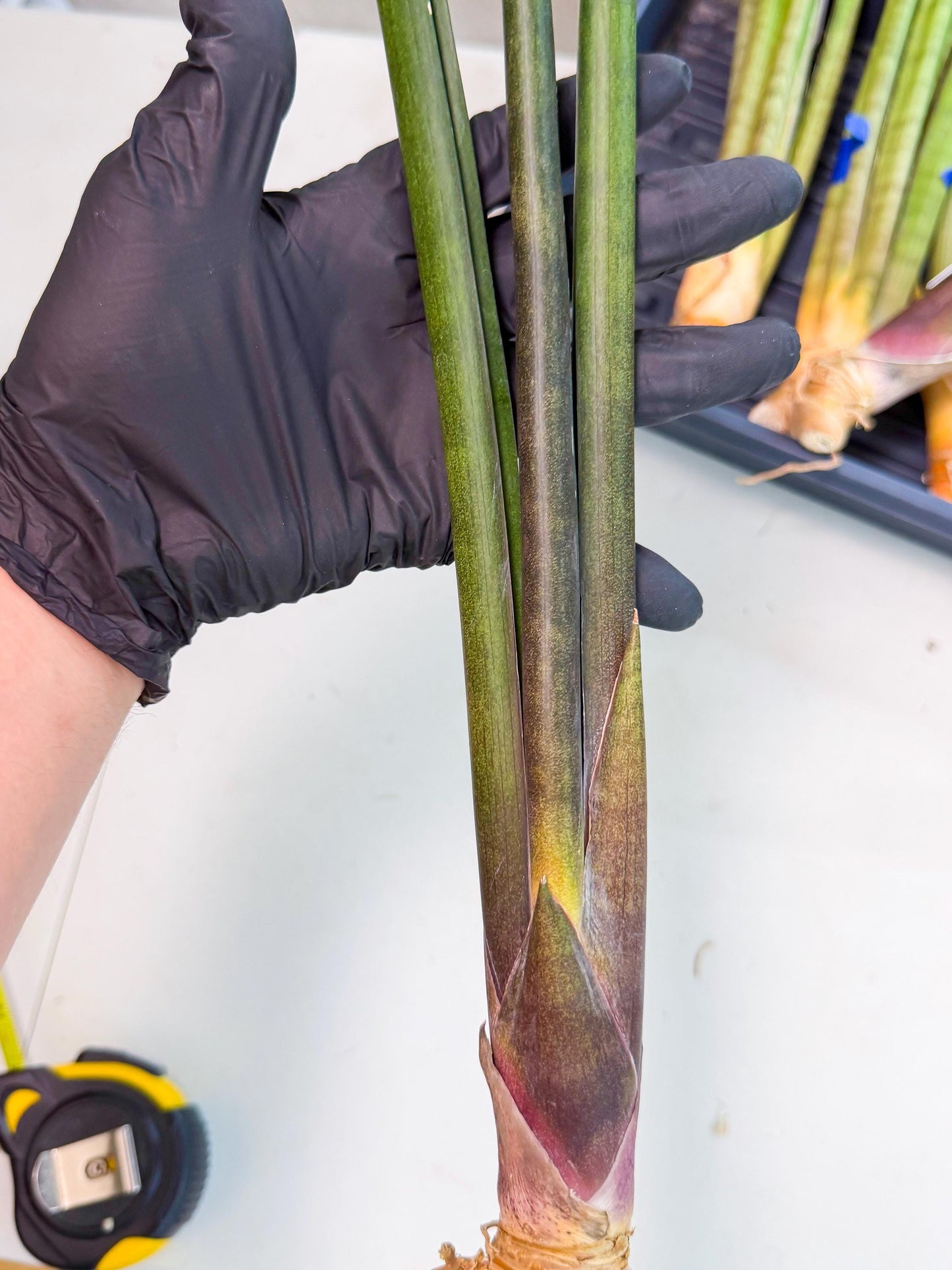 Sansevieria Kurai (yg) (10) | Rare Hybrids