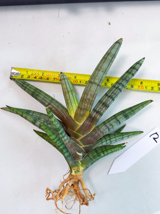 Sansevieria Galsaeg Nalgae (yg) (12) | Rare Hybrids