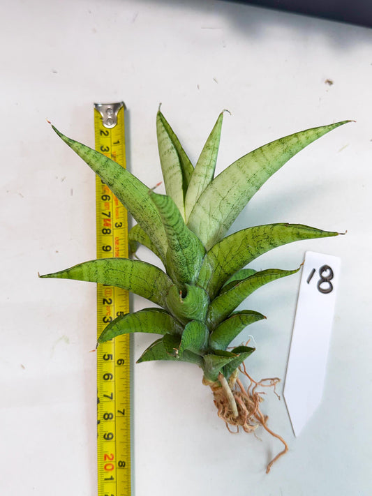 Sansevieria Soursop (yg) (18) | Rare Import