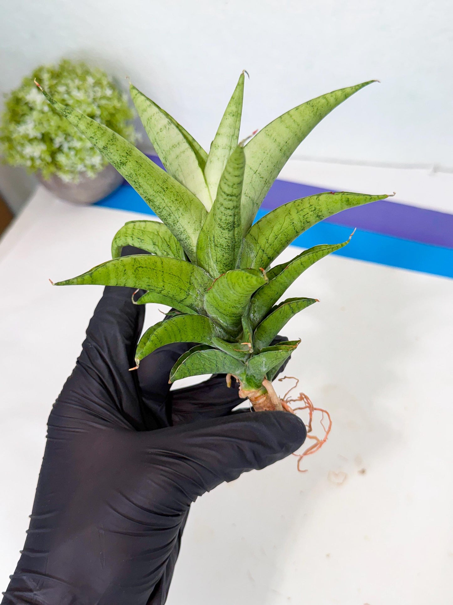 Sansevieria Soursop (yg) (18) | Rare Import