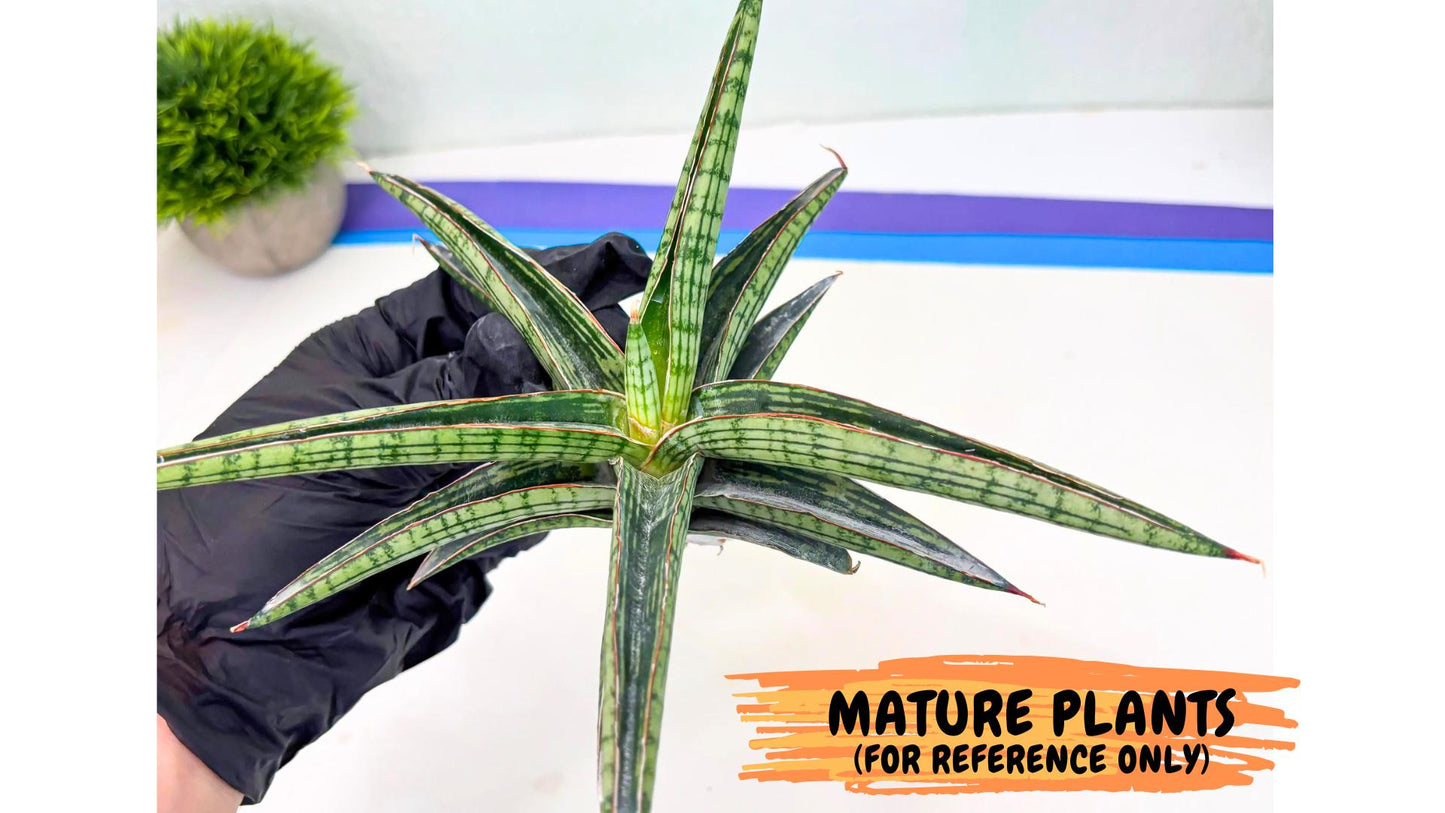 Sansevieria Heise Yusan (yg) (p) | Rare Import