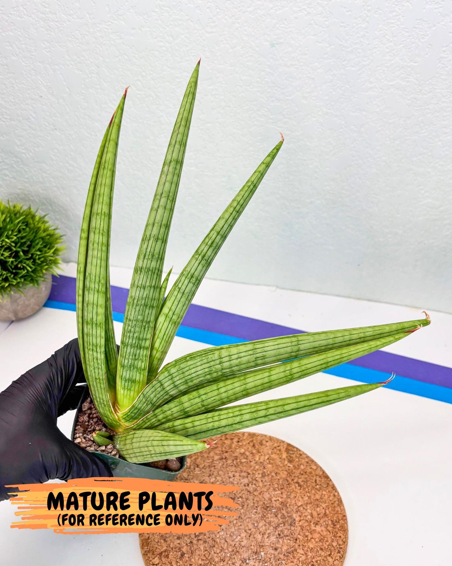 Sansevieria Akhdar (yg) (2) | Rare Hybrids