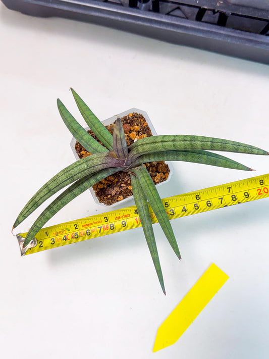 Sansevieria Terung Muda (y) | Rare Import
