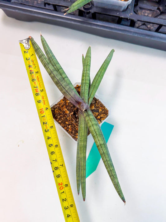 Sansevieria Terung Muda (g) | Rare Import