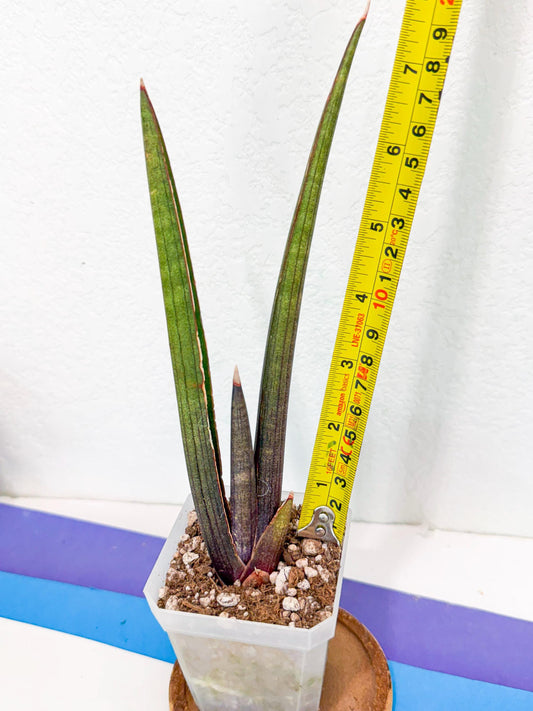 Sansevieria Pink Cell (1) | Color changes seasonally