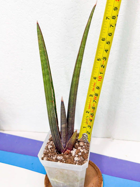 Sansevieria Pink Cell (1) | Color changes seasonally