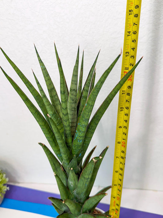 Sansevieria Rock Man (XL1) (bb) | Rare Hybrids