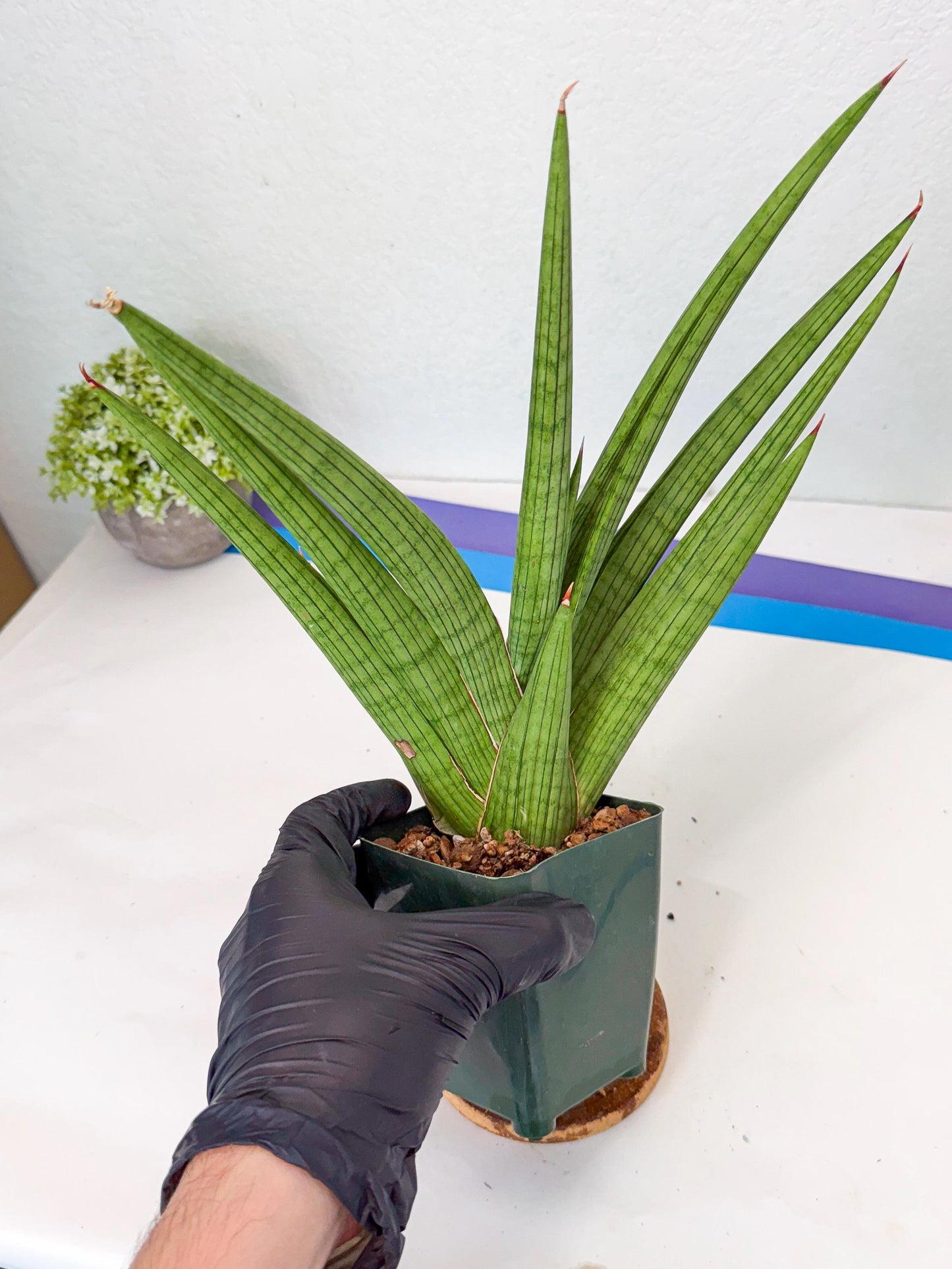 Sansevieria Akhdar (ry) (15) | New Imported Hybrids