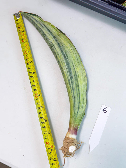 Sansevieria Masoniana Bruda (bb) (6) | Masoniana Var x Eliptica Var