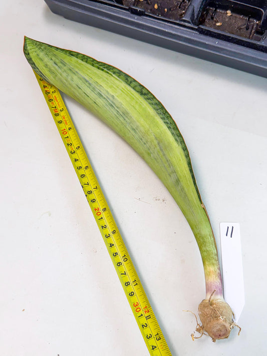 Sansevieria Masoniana Bruda (bb) (11) | Masoniana Var x Eliptica Var