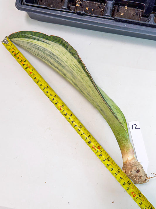 Sansevieria Masoniana Bruda (bb) (12) | Masoniana Var x Eliptica Var