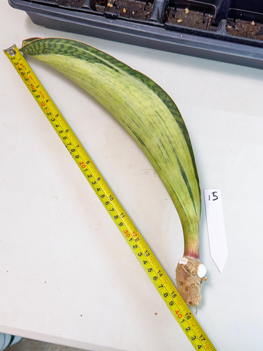 Sansevieria Masoniana Bruda (bb) (15) | Masoniana Var x Eliptica Var