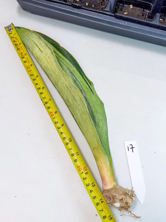 Sansevieria Masoniana Bruda (bb) (17) | Masoniana Var x Eliptica Var