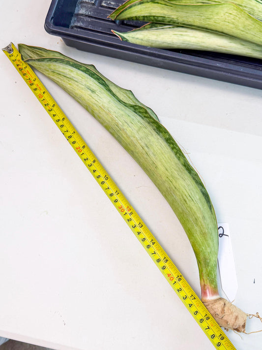 Sansevieria Masoniana Bruda (rr) (2) | Masoniana Var x Eliptica Var