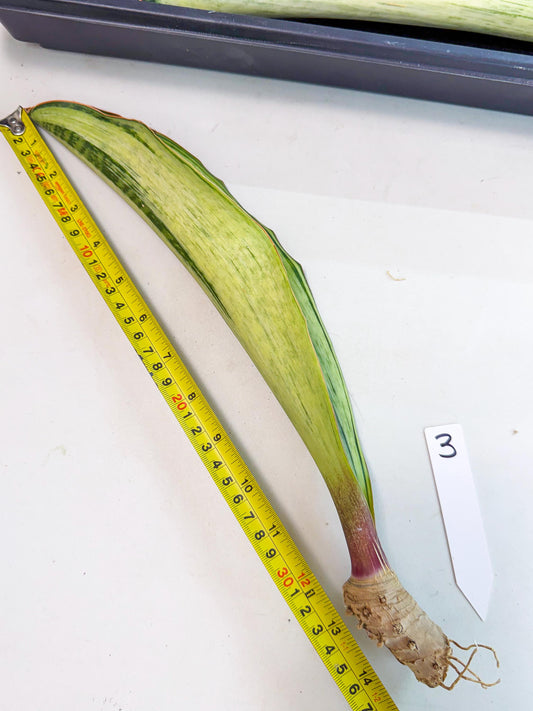 Sansevieria Masoniana Bruda (rr) (3) | Masoniana Var x Eliptica Var