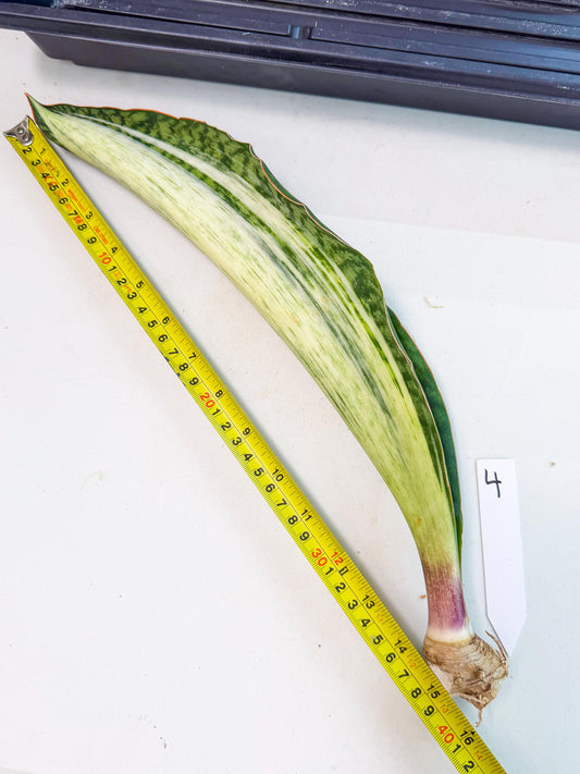 Sansevieria Masoniana Bruda (rr) (4) | Masoniana Var x Eliptica Var