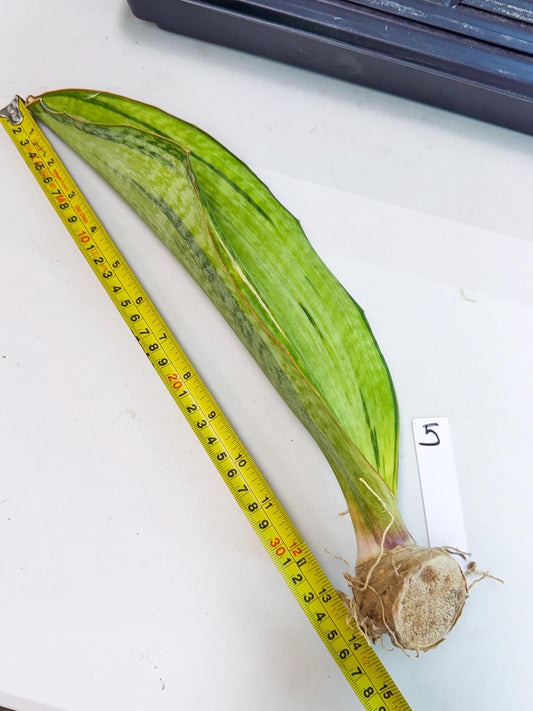Sansevieria Masoniana Bruda (rr) (5) | Masoniana Var x Eliptica Var
