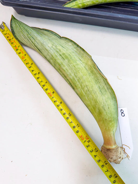 Sansevieria Masoniana Bruda (rr) (8) | Masoniana Var x Eliptica Var