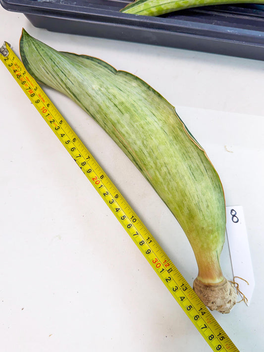 Sansevieria Masoniana Bruda (rr) (8) | Masoniana Var x Eliptica Var